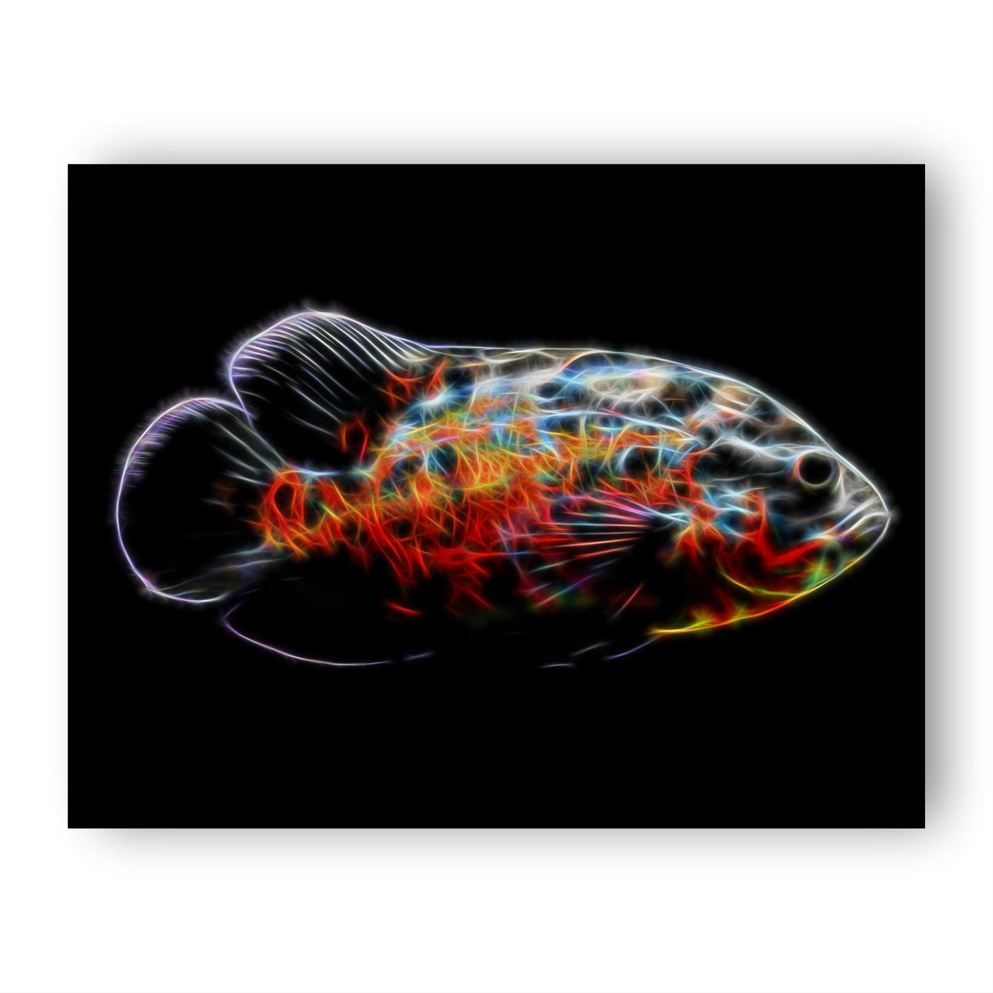 Oscar Cichlid Prints with Stunning Fractal Art Designs.