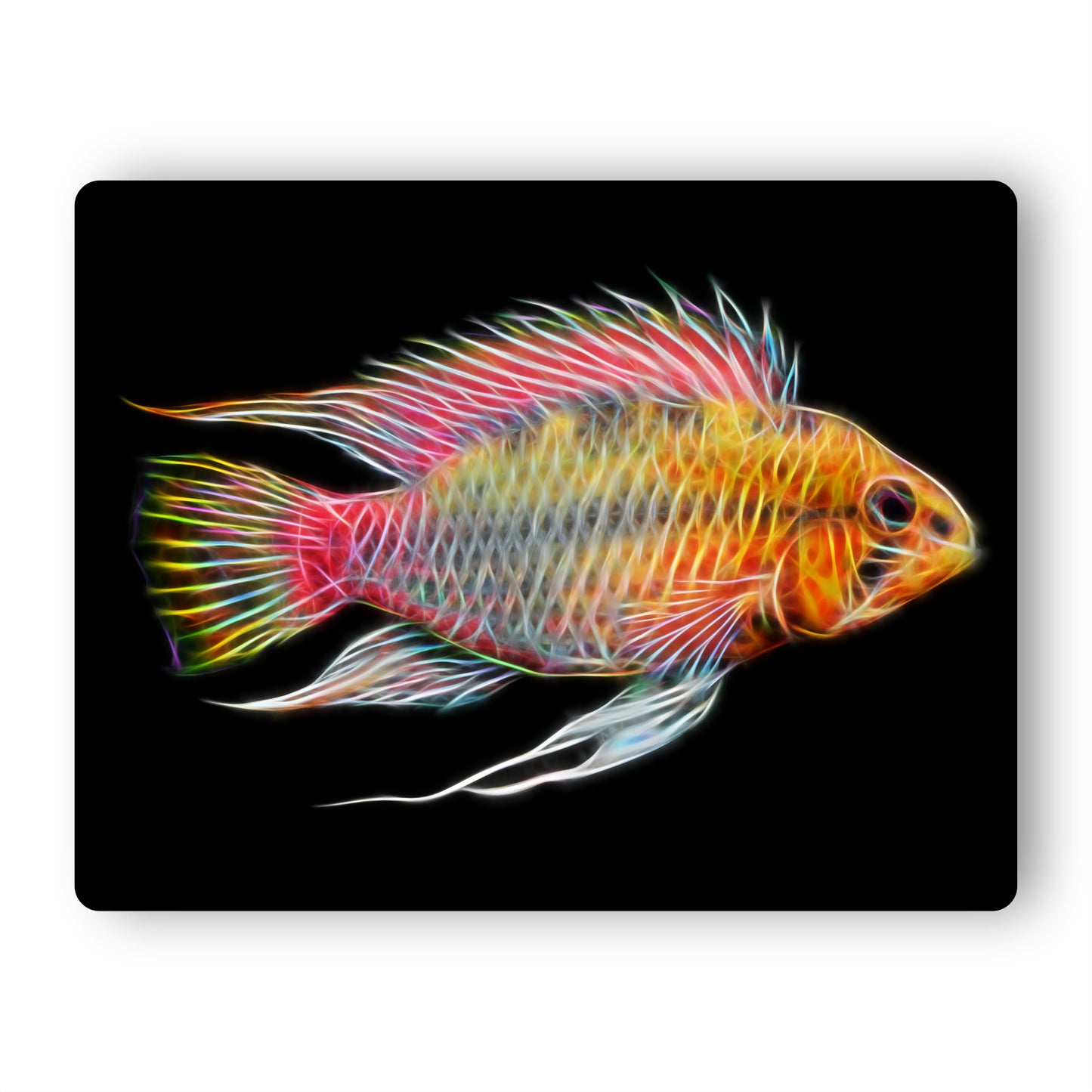Apistogramma Cichlid Fish Aluminium Metal Wall Plaque.