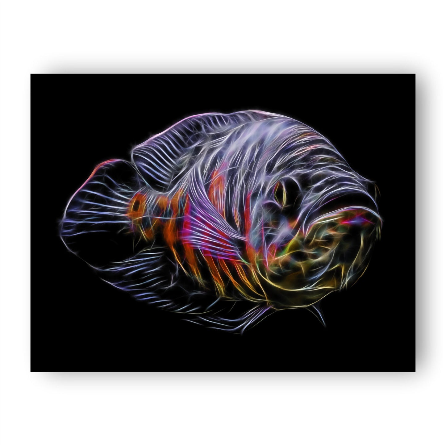 Oscar Cichlid Prints with Stunning Fractal Art Designs.