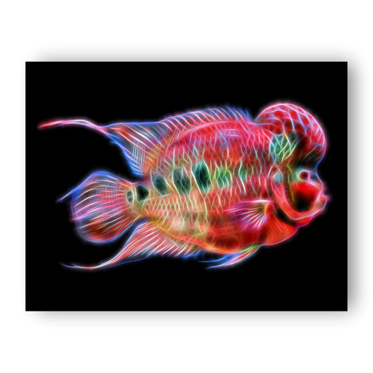 Flowerhorn Cichlid Fish Print
