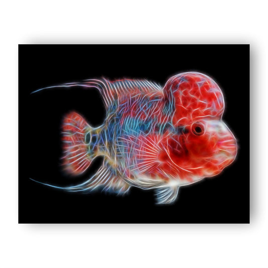 Flowerhorn Cichlid Fish Print