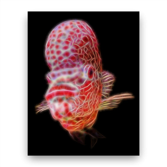 Flowerhorn Cichlid Fish Print