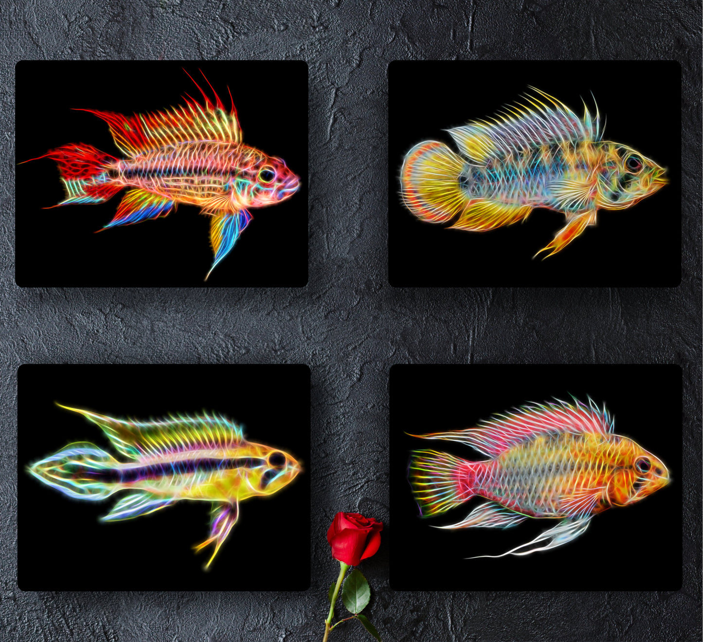 Apistogramma Cichlid Fish Aluminium Metal Wall Plaque.