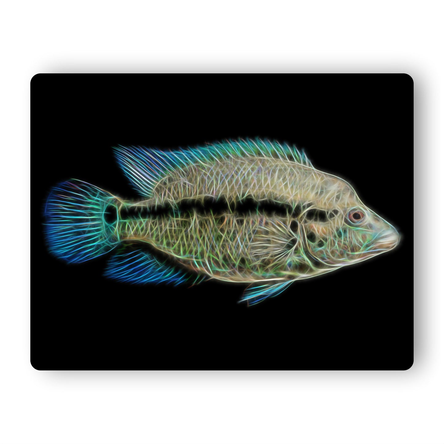 Parachromis Dovii Wolf Cichlid Aluminium Metal Wall Plaque