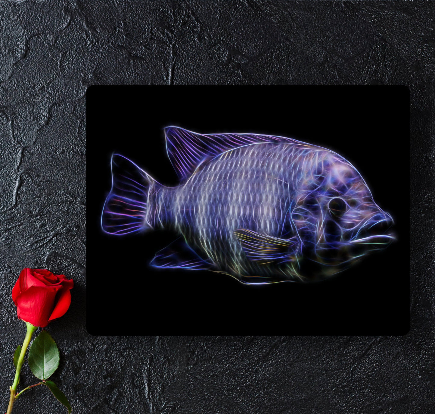 Zebra Tilapia Cichlid Aluminium Metal Wall Plaque Tilapia Buttikoferi