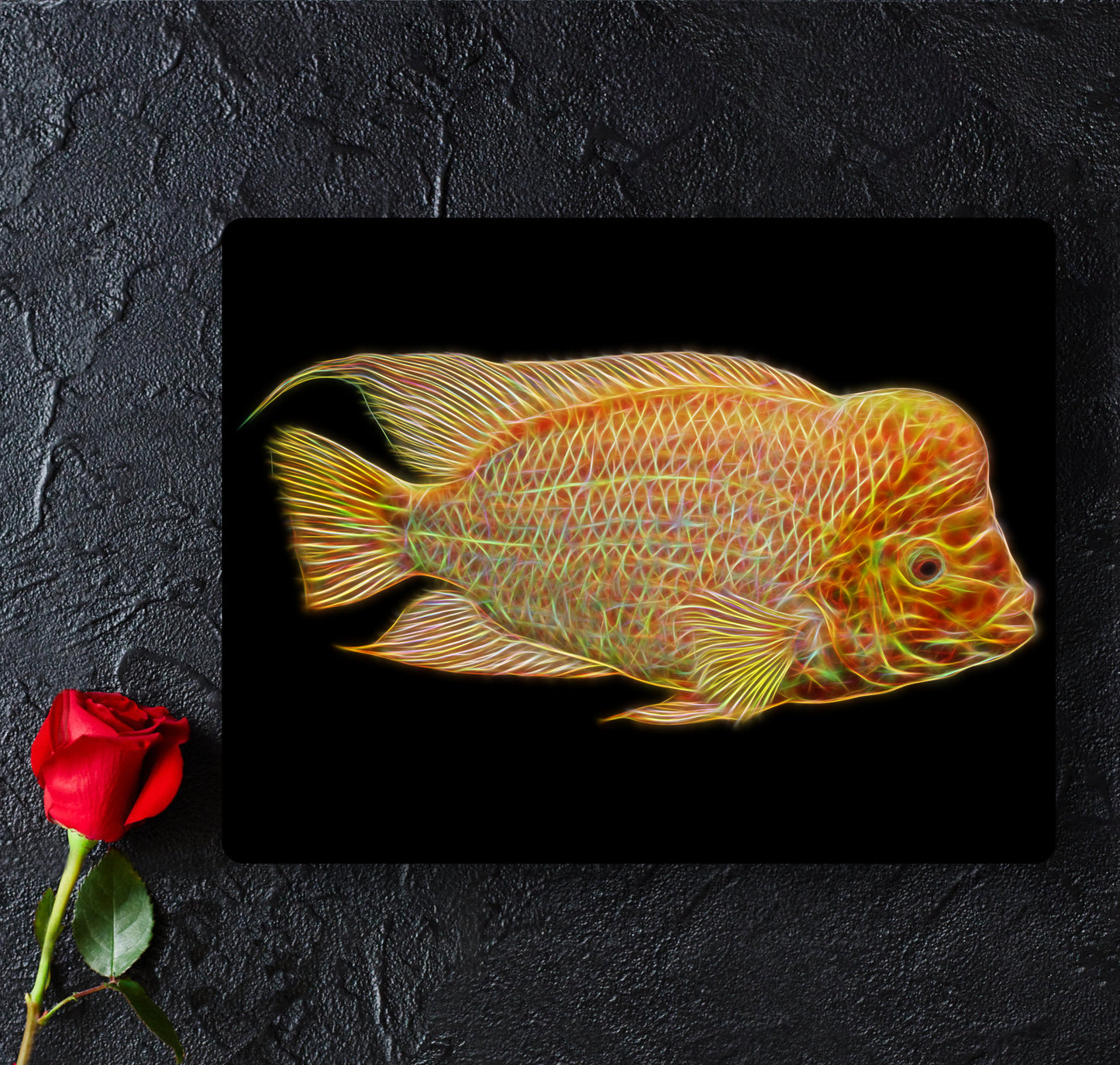Midas Cichlid Aluminium Metal Wall Plaque Amphilophus citrinellus