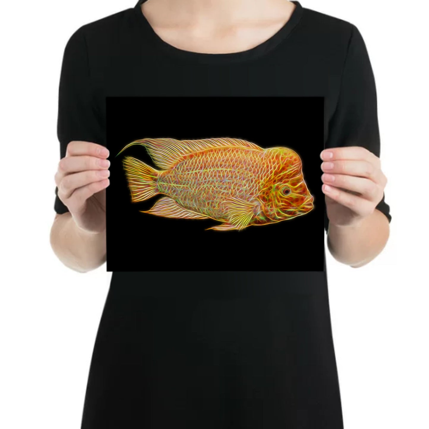 Midas Cichlid Aluminium Metal Wall Plaque Amphilophus citrinellus