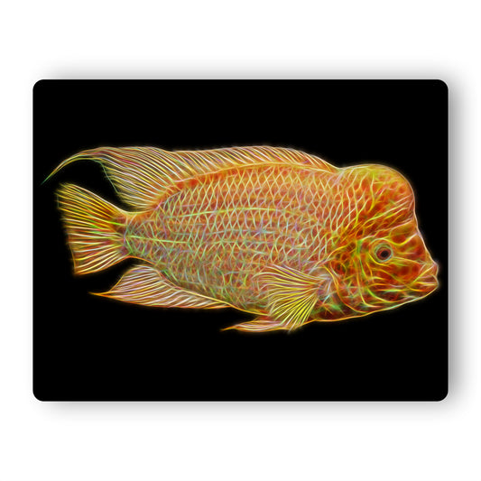 Midas Cichlid Aluminium Metal Wall Plaque Amphilophus citrinellus