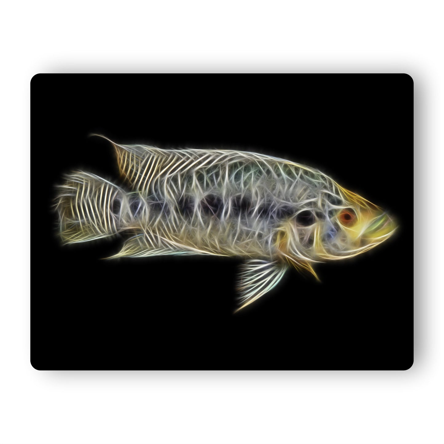 Jaguar Cichlid Aluminium Metal Wall Plaque Parachromis Managuensis