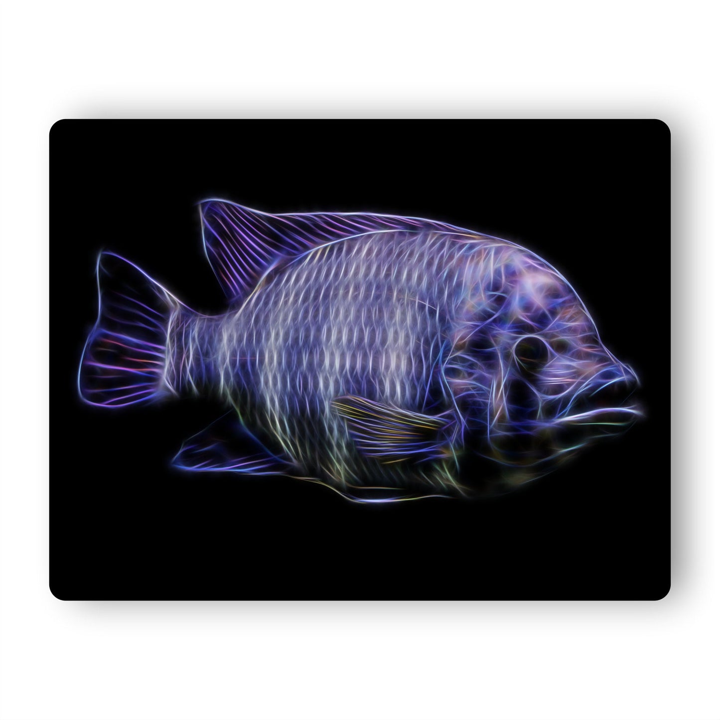 Zebra Tilapia Cichlid Aluminium Metal Wall Plaque Tilapia Buttikoferi