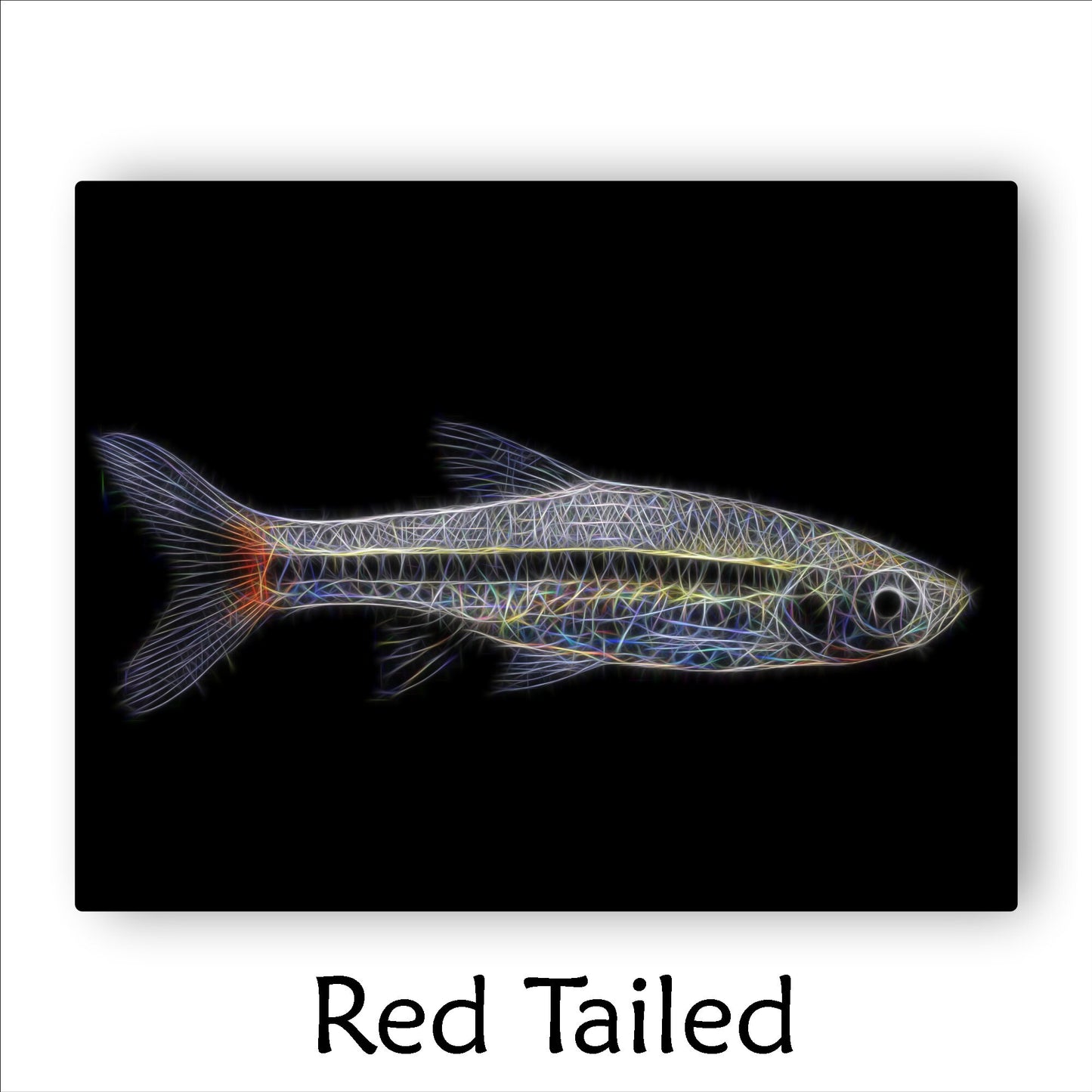 Rasbora Fish Prints with Stunning Fractal Art Designs.