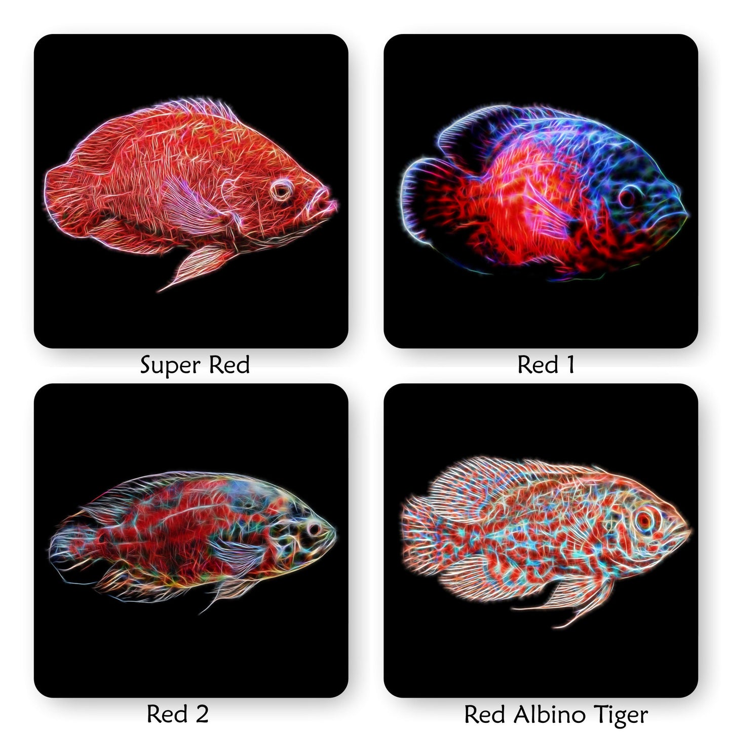 Oscar Cichlid Coaster with Stunning Fractal Art Design. Choose One of 14 Oscar Fish Designs