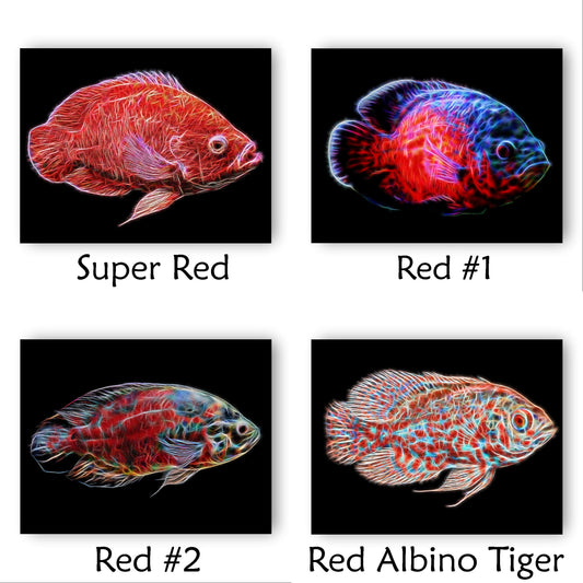 Oscar Cichlid A5 Hardback Journal with Stunning Fractal Art Designs.