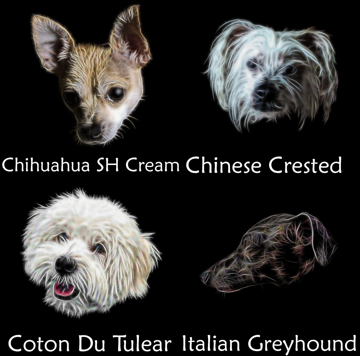Toy Dog Breed Coaster. Various Breeds including Affenpinscher Chihuahua Coton King Charles Papillon Pug Yorkie and more