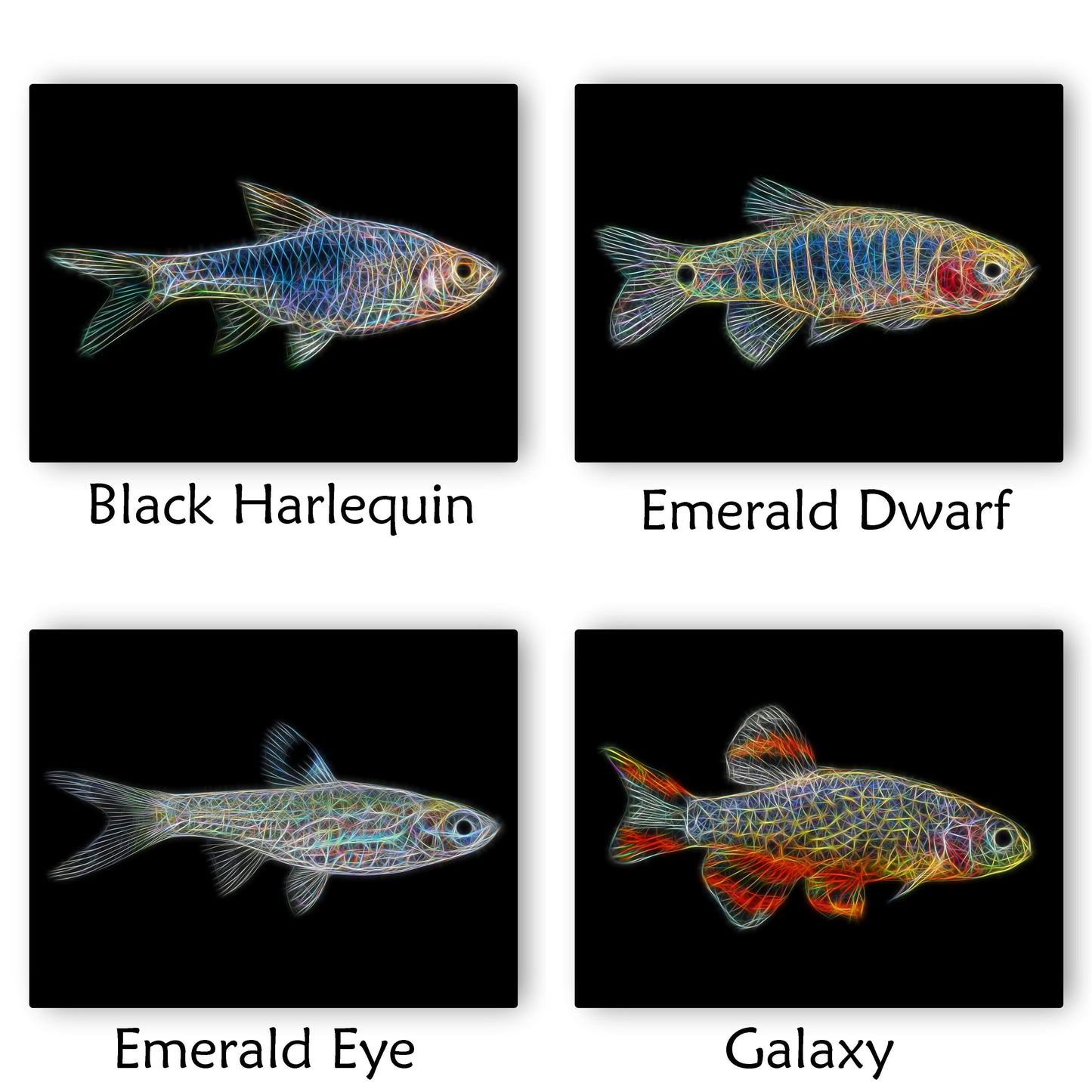 Rasbora Fish Prints with Stunning Fractal Art Designs.
