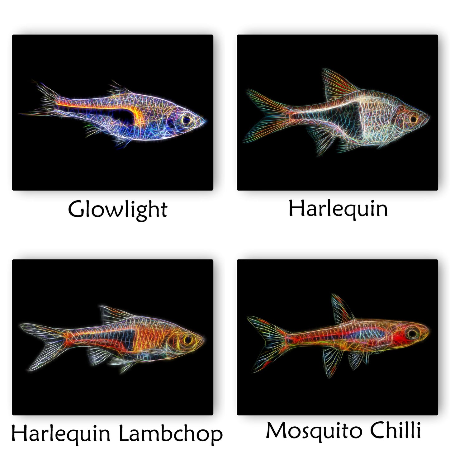 Rasbora Fish Prints with Stunning Fractal Art Designs.