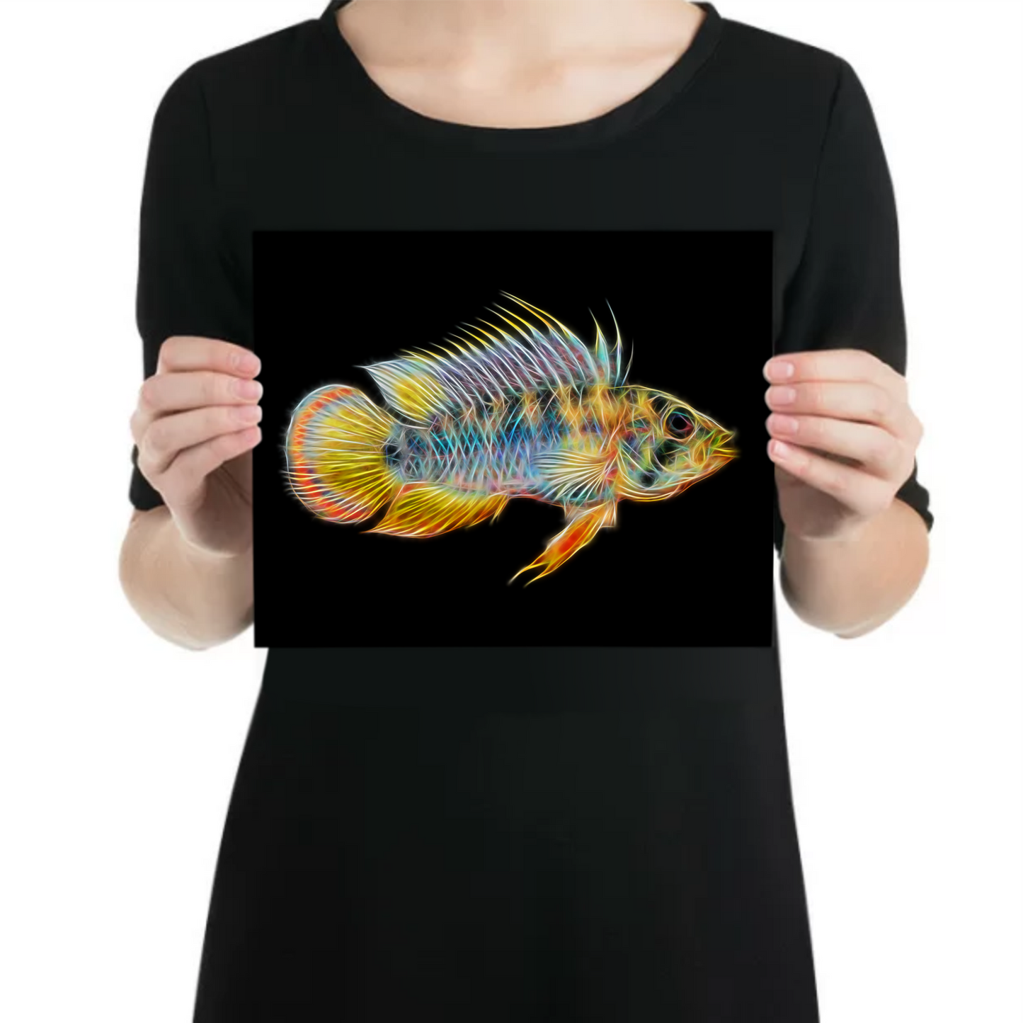 Inca Dwarf Apistogramma Cichlid Fish Aluminium Metal Wall Plaque.