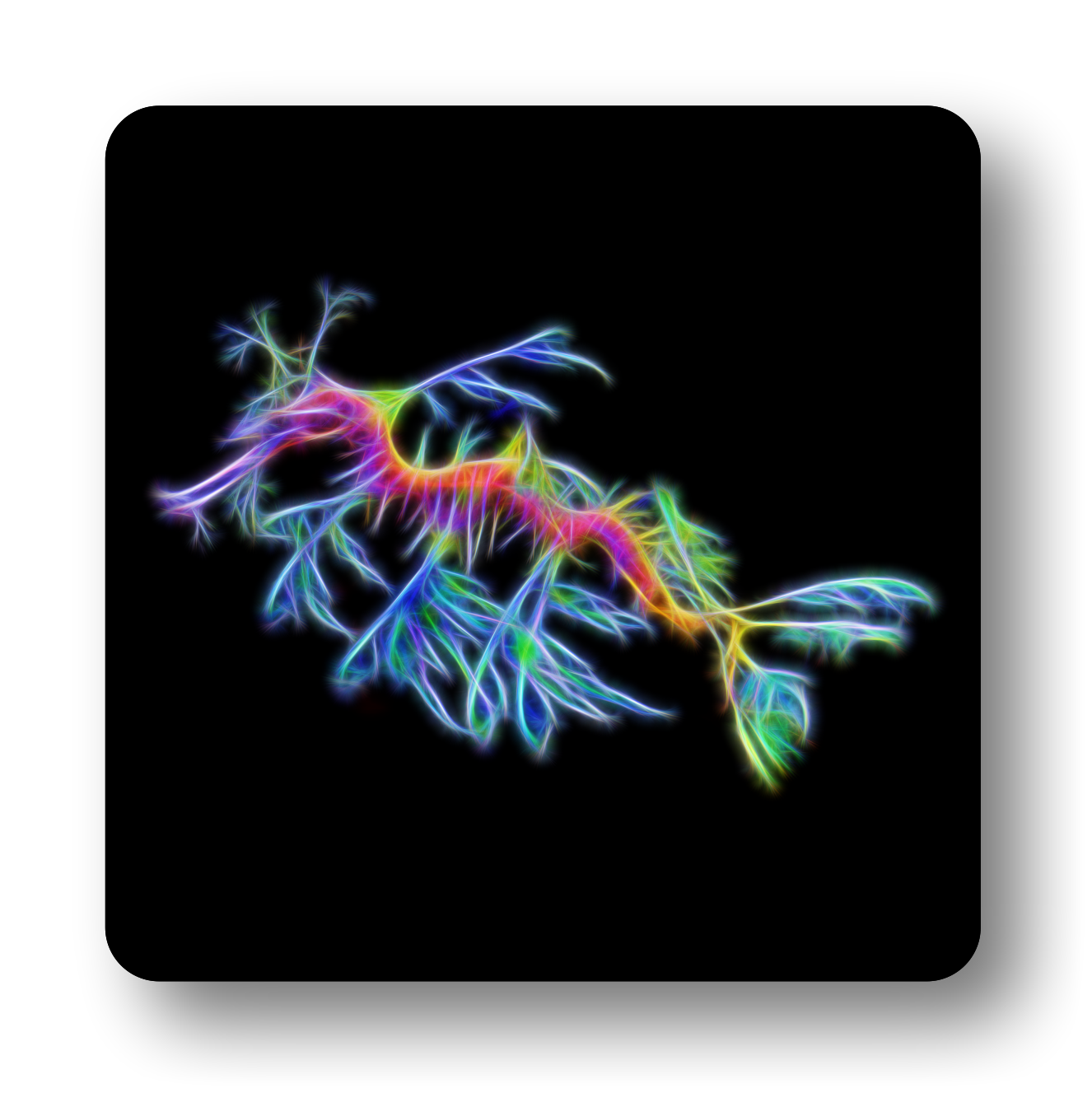 Seadragon Coasters