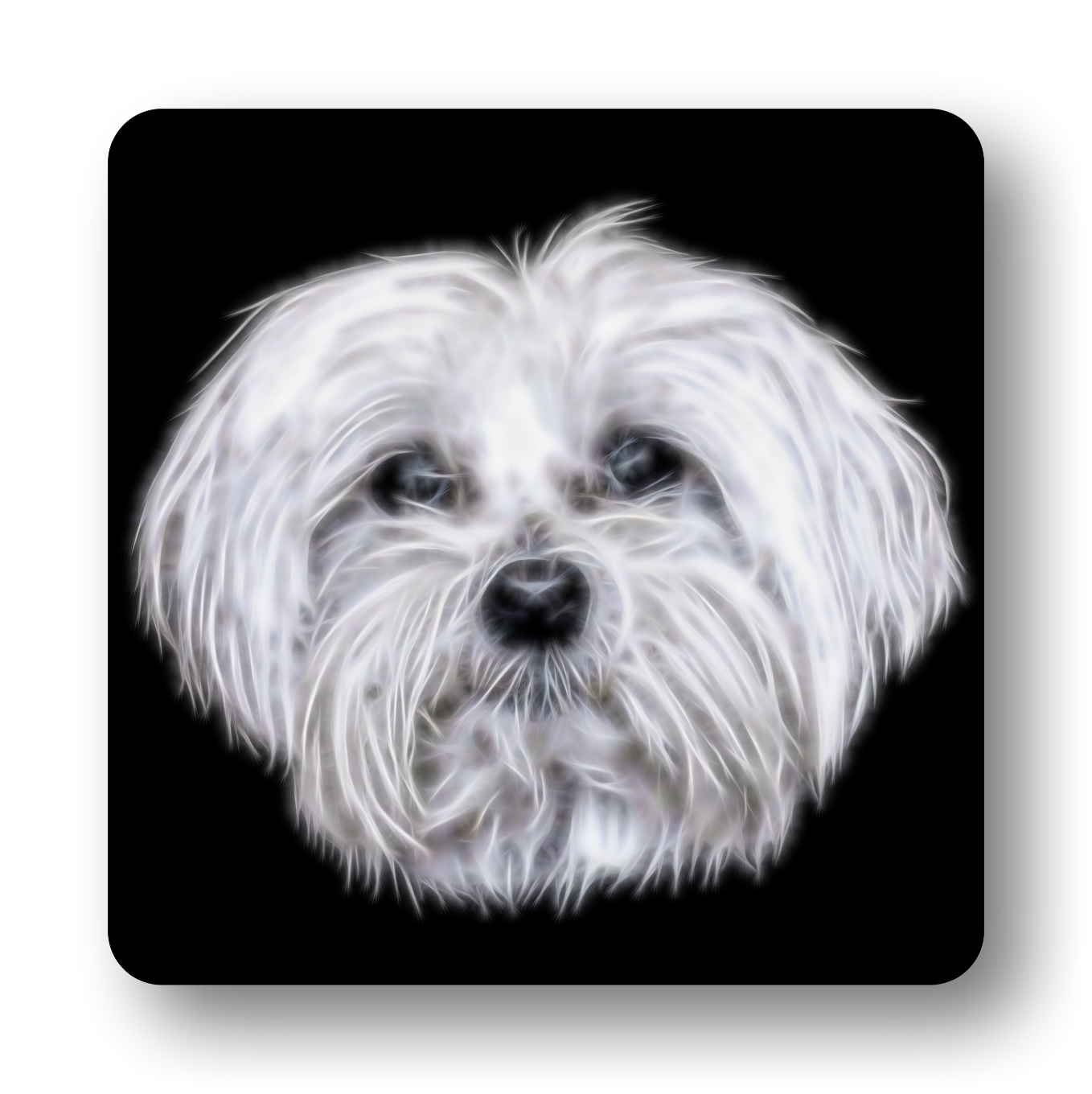 Maltese Coaster