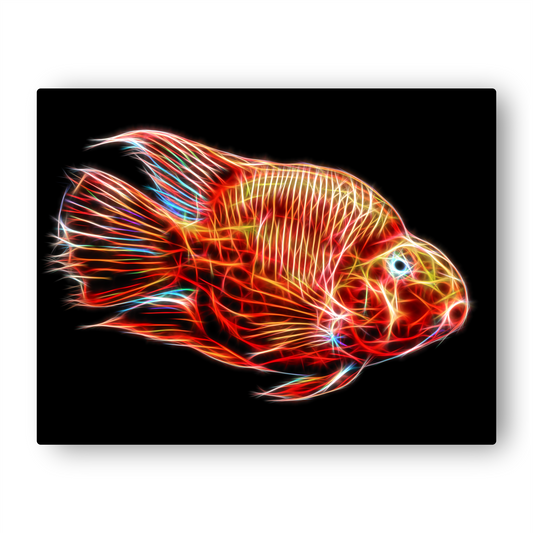 Red Blood Parrot Cichlid Print