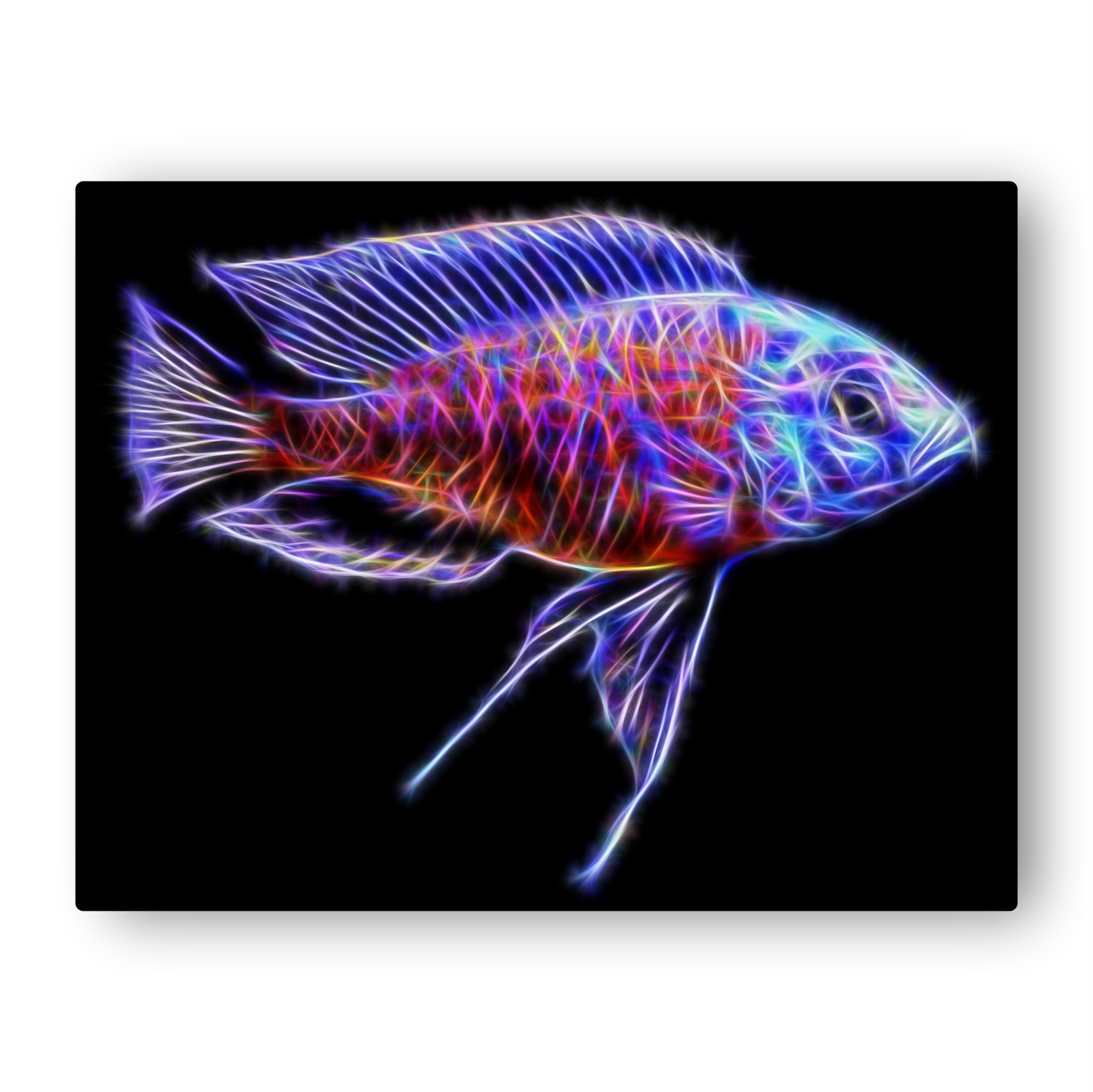 Red Fin Kandago Cichlid Print Copadichromis borleyi
