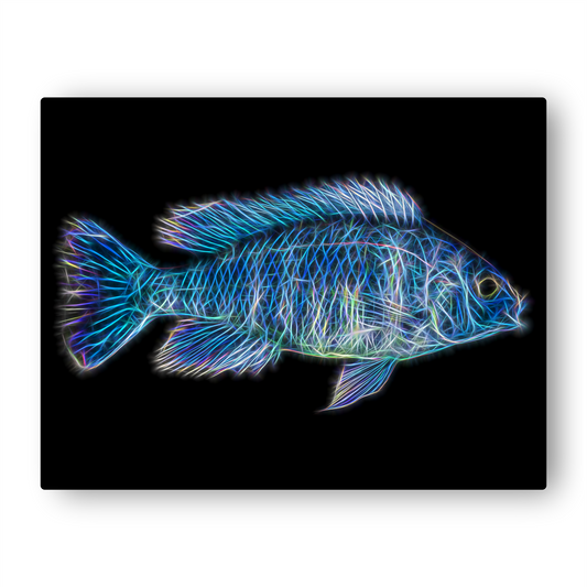 Star Sapphire Hap Cichlid Metal Wall Plaque Phenochilus Tanzania