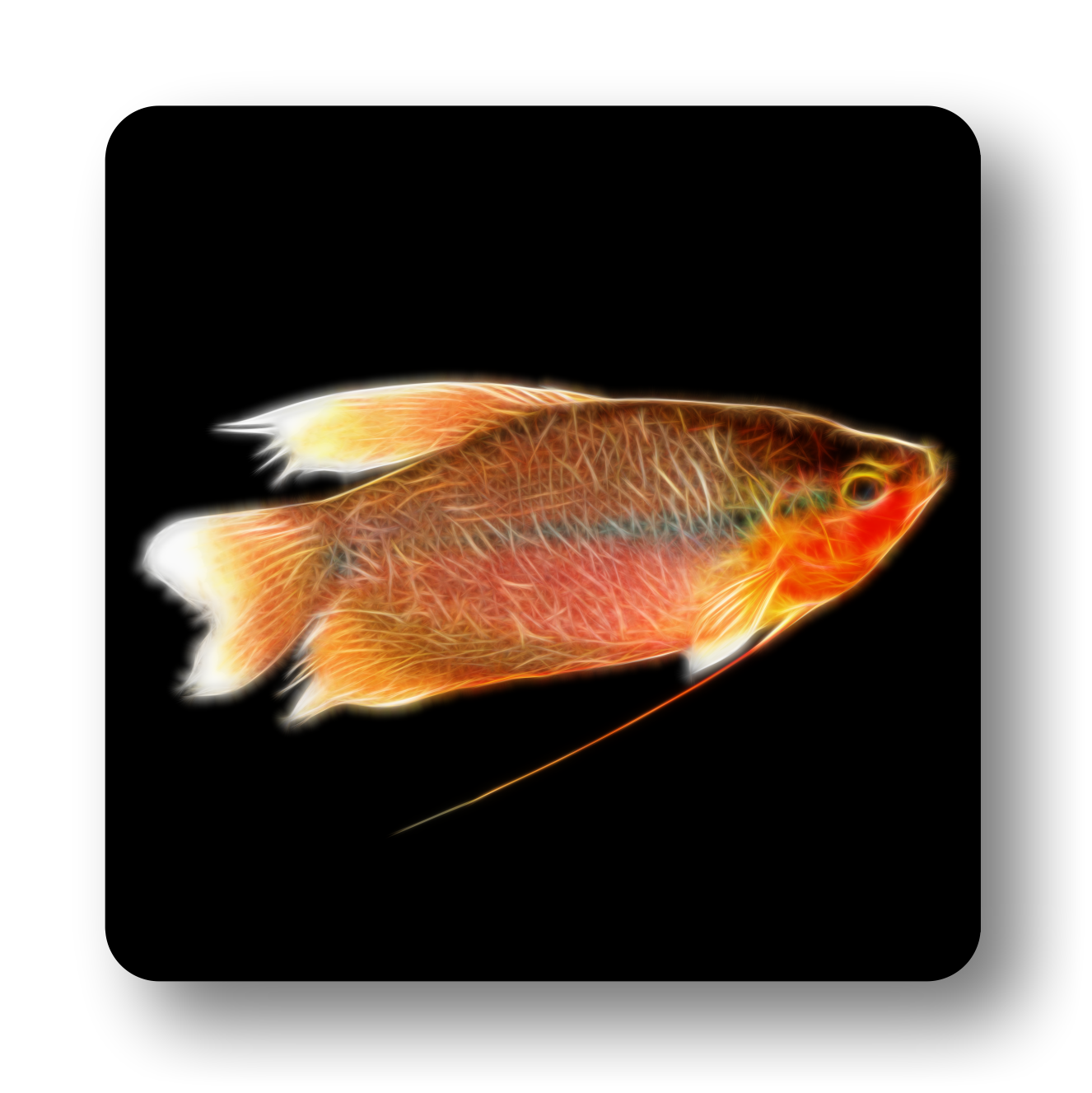 Freshwater Aquarium Fish Coasters - Various Designs