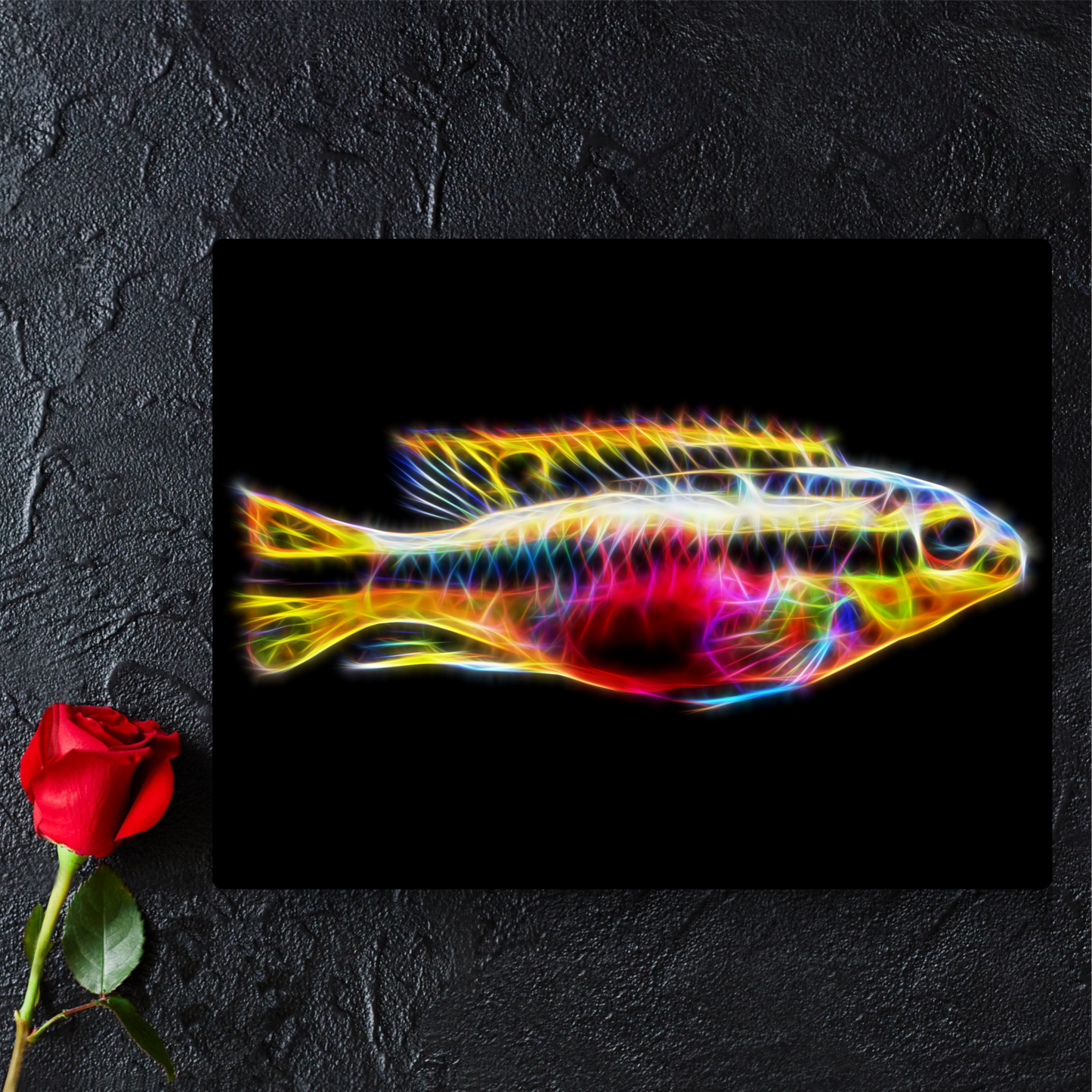 Kribensis Cichlid Metal Wall Plaque Pelvicachromis pulcher