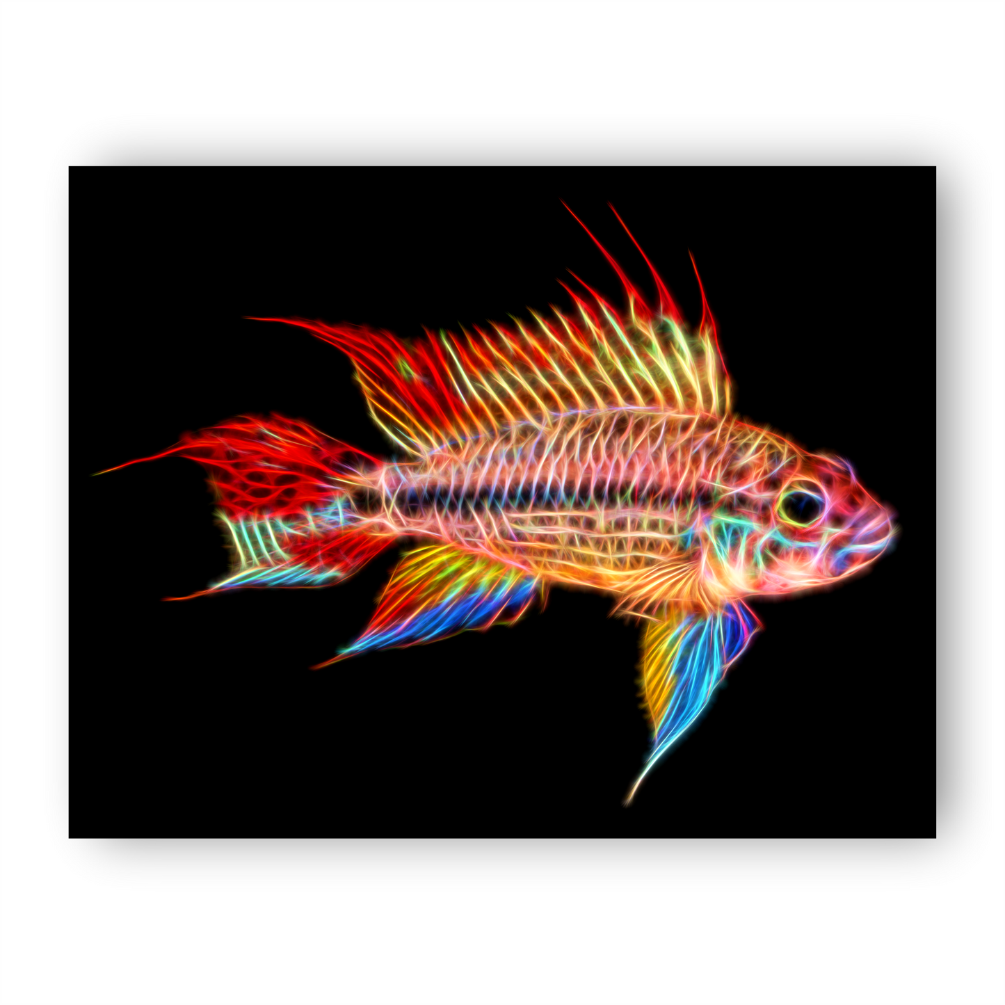 Super Red Cockatoo Cichlid Fish Aluminium Metal Wall Plaque.