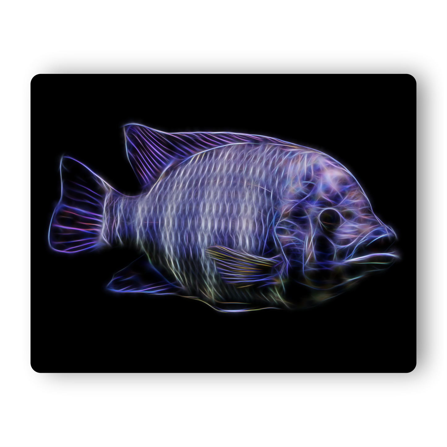 Zebra Tilapia Cichlid Fish Print Tilapia Buttikoferi