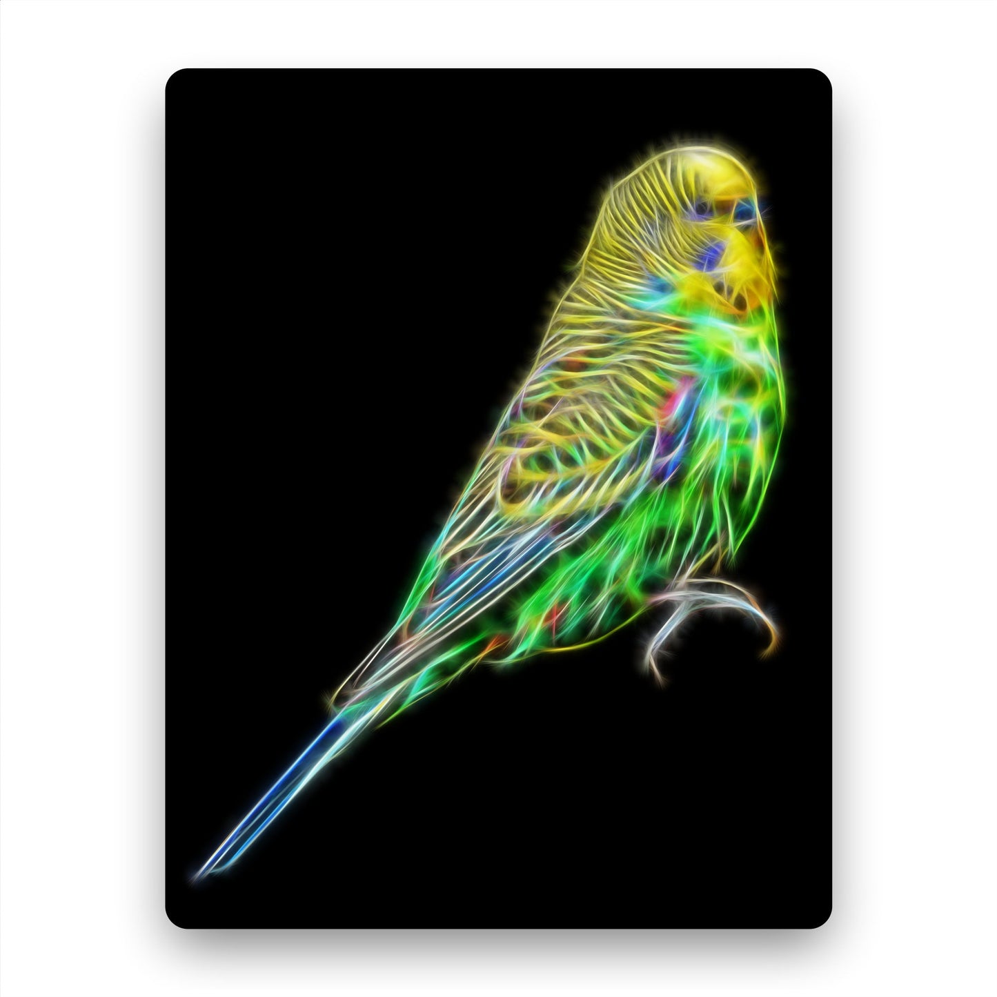 Budgie Metal Wall Plaque with Stunning Fractal Art Design. Blue or Green Budgerigar