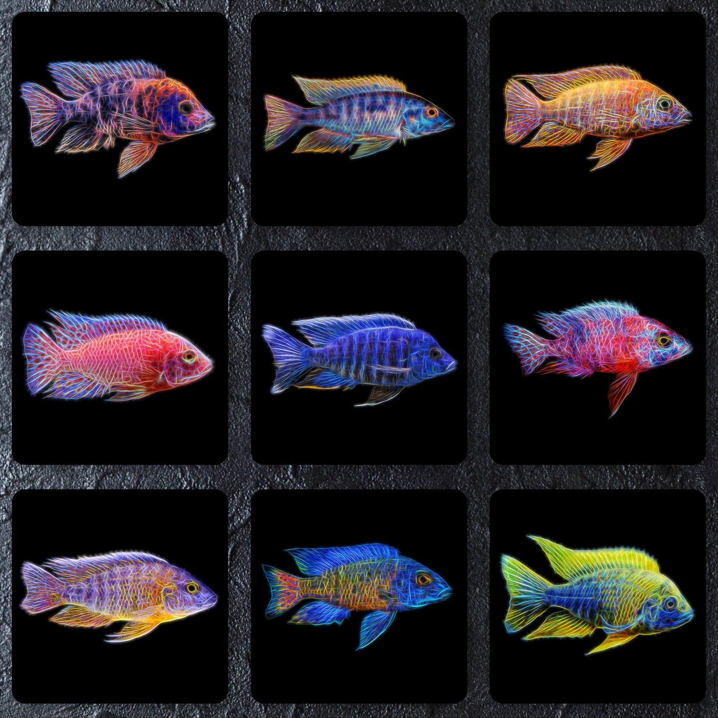 Peacock Cichlid Coaster with Stunning Fractal Art Design. Choose One of 12 Aulonocara Designs