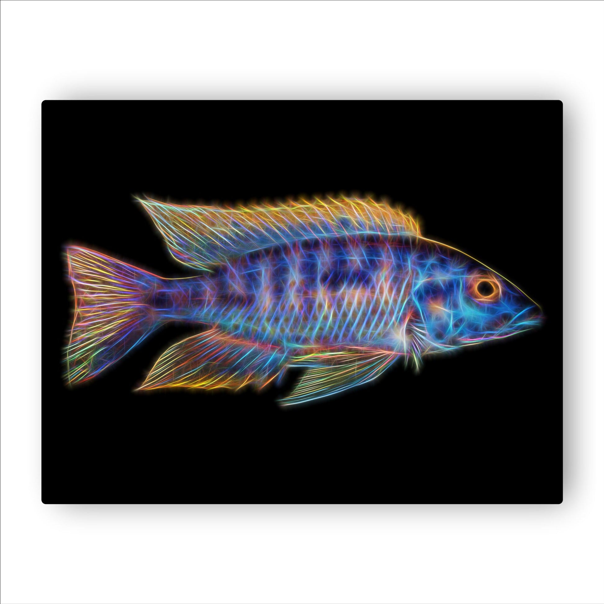 Blue Gold Orange Shoulder Peacock Cichlid Fish Print with Stunning Fractal Art Design. Aulonocara