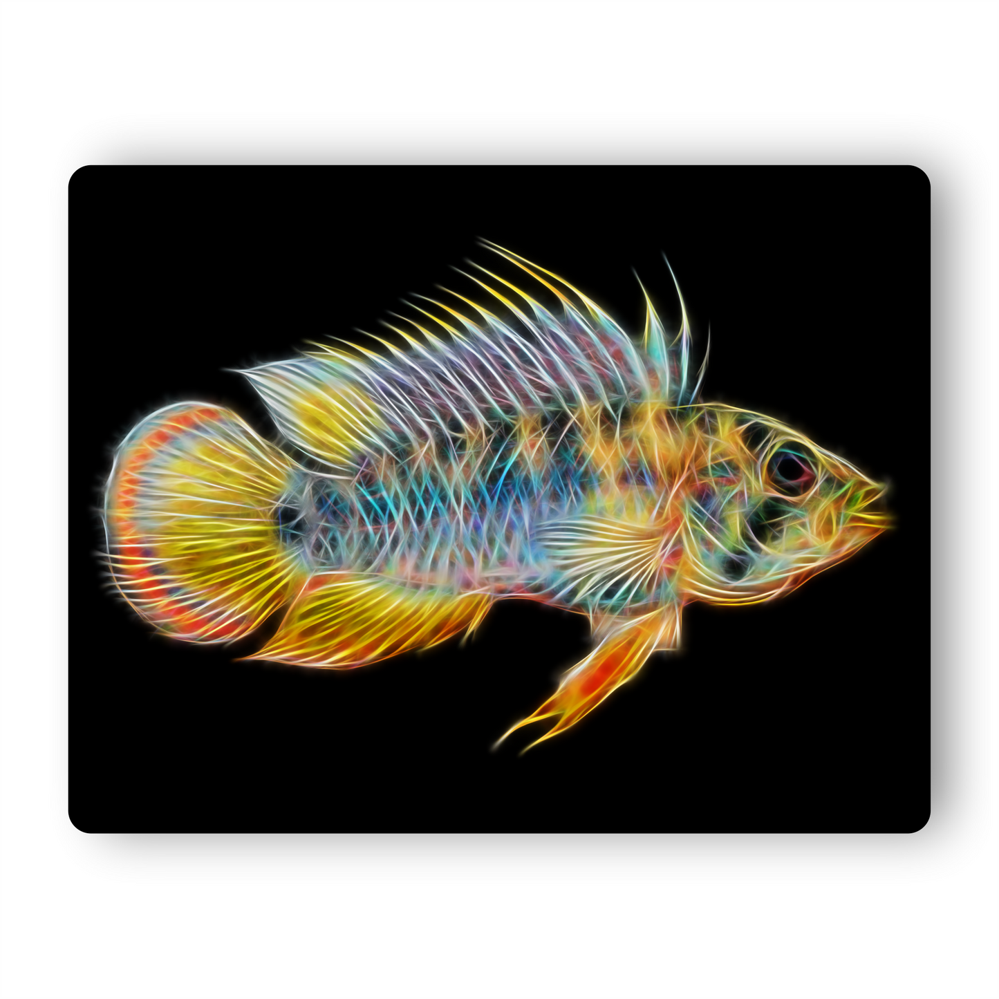 Inca Dwarf Apistogramma Cichlid Fish Aluminium Metal Wall Plaque.