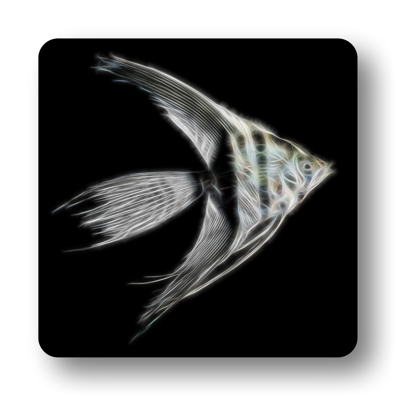 Angelfish Coasters - Various Designs