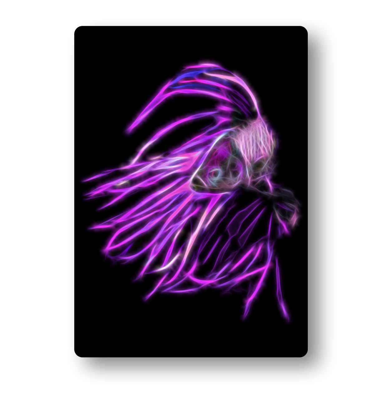 Violet Crowntail Betta