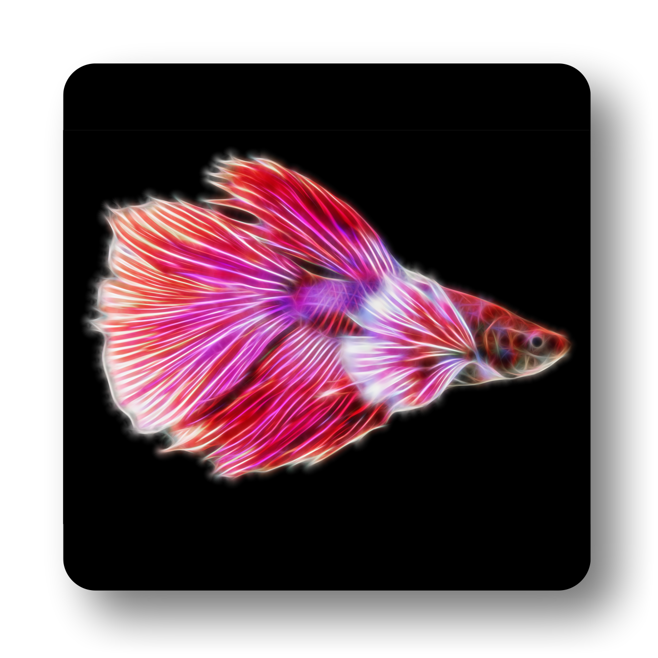 Betta Fish Coasters - Various Designs
