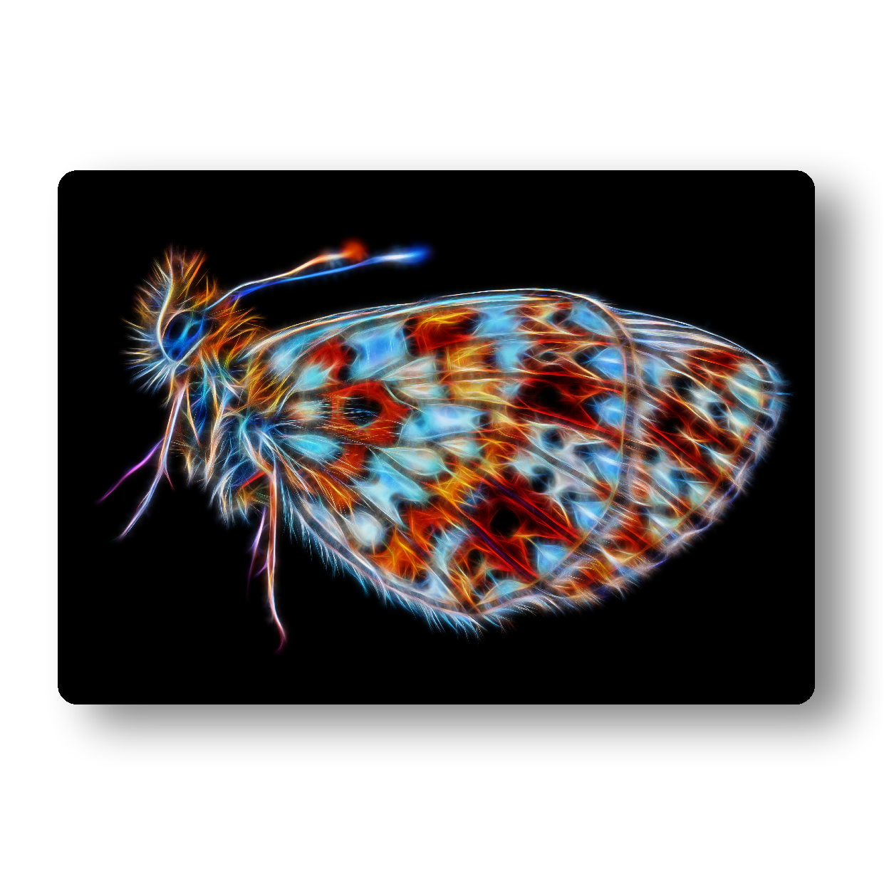 Butterfly Metal Wall Plaque