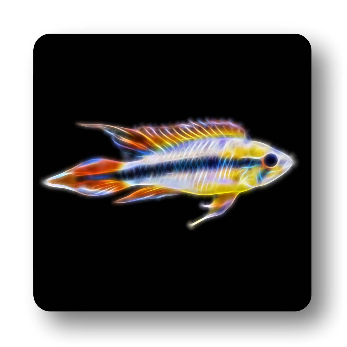 Cichlid Fish Coasters - Various Designs