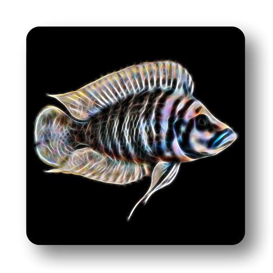 Cichlid Fish Coasters - Various Designs