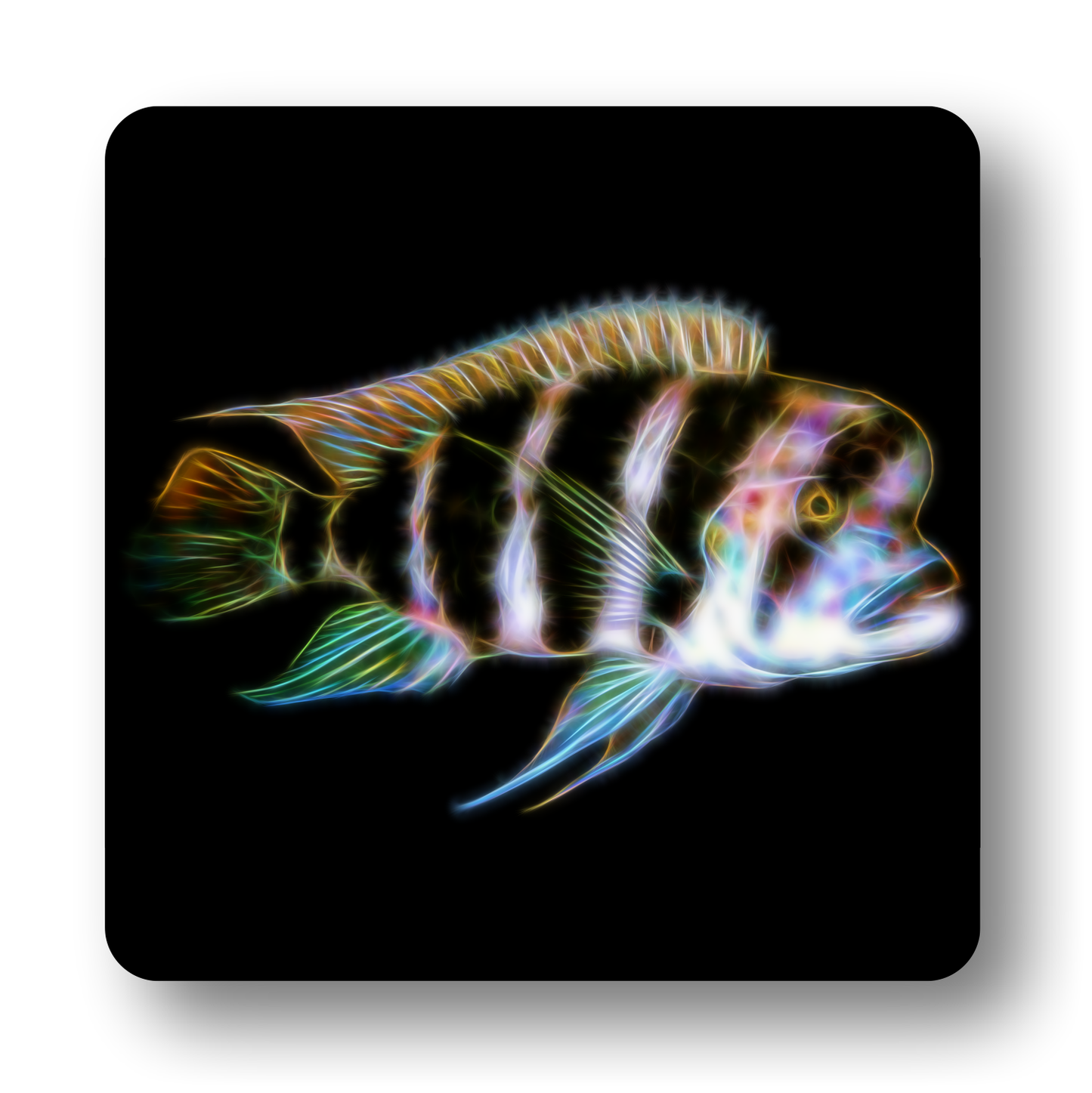 Cichlid Fish Coasters - Various Designs