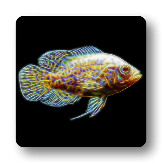 Cichlid Fish Coasters - Various Designs