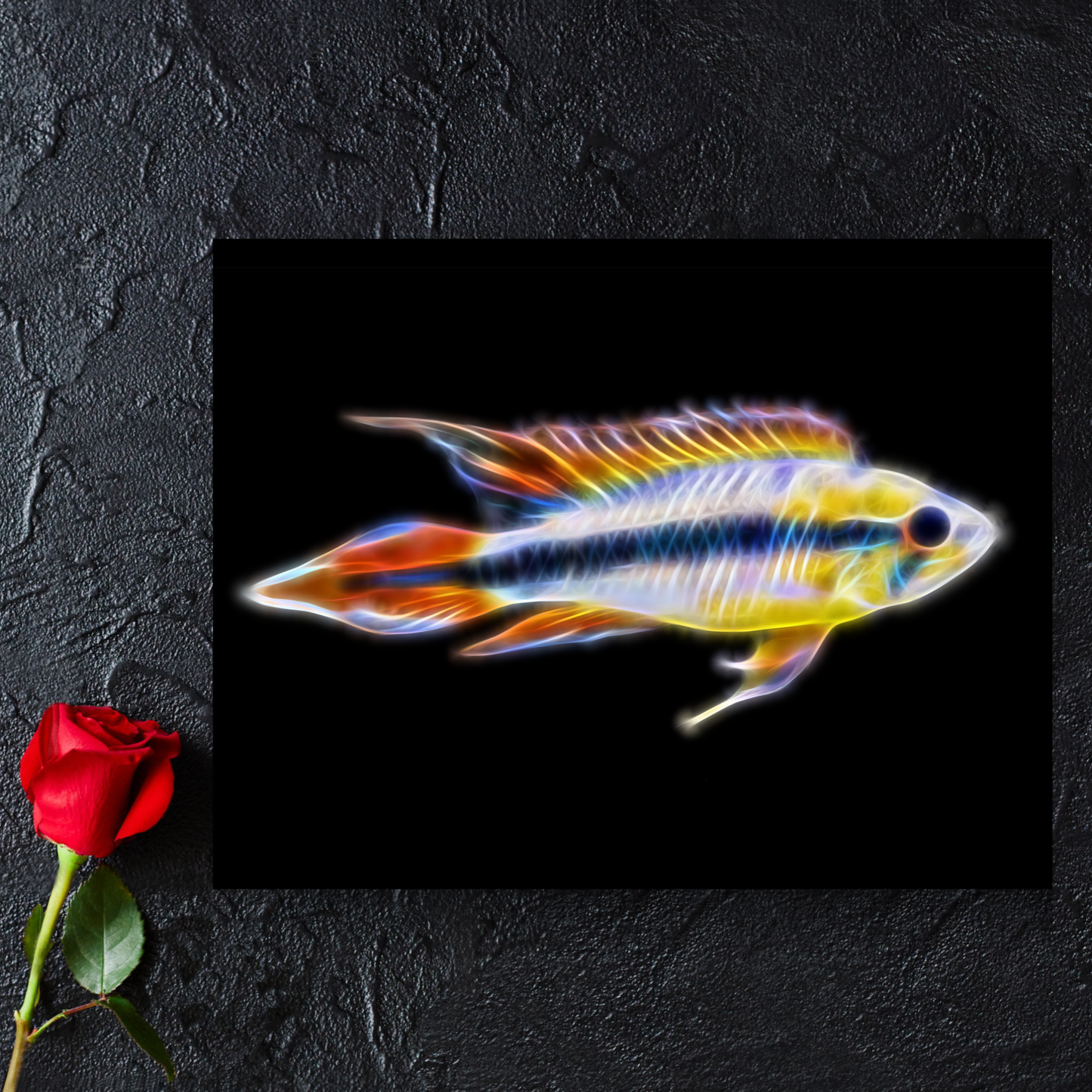 Double Red Dwarf Apistogramma Cichlid Fish Metal Wall Plaque.