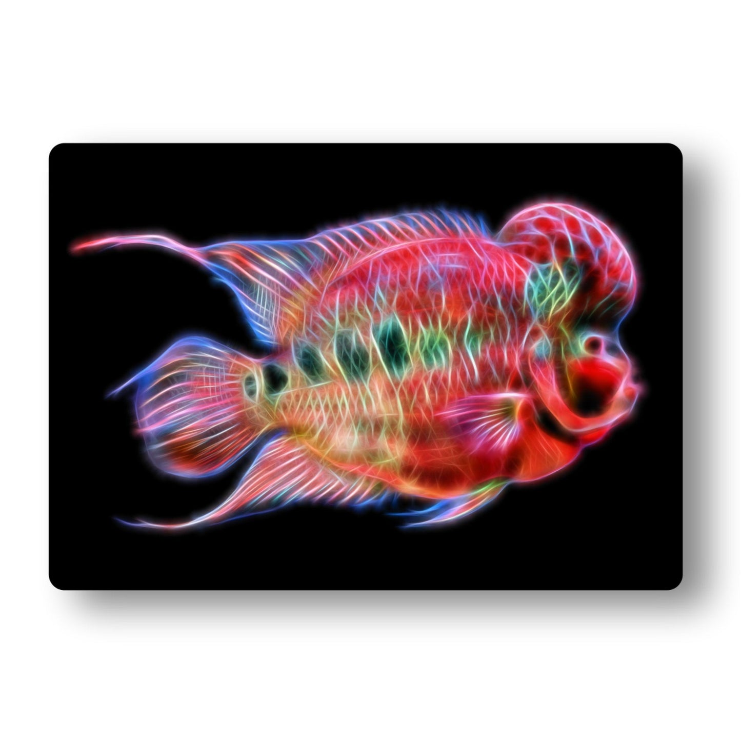 Flowerhorn Cichlid Fish Metal Wall Plaque