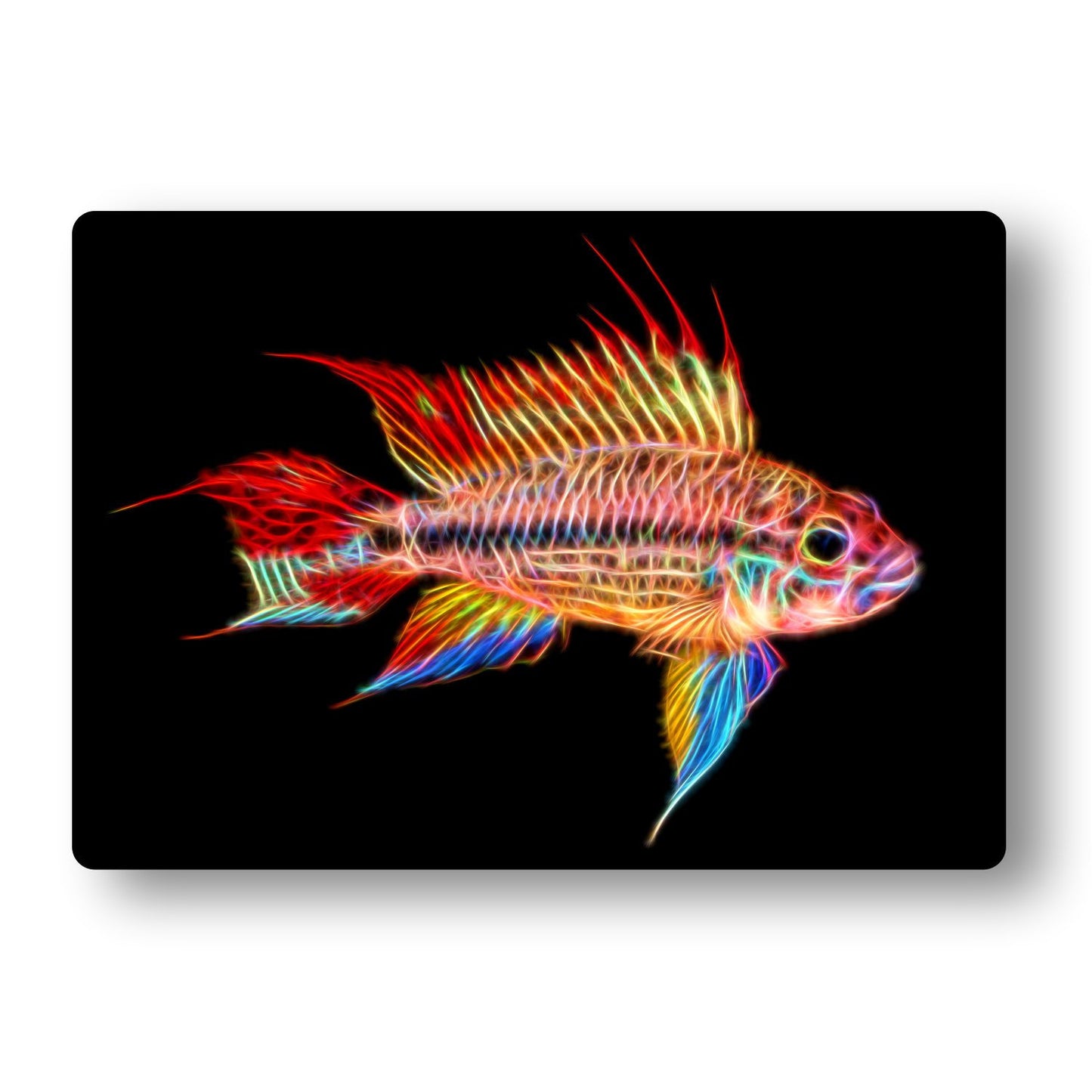Apistogramma Cichlid Fish Aluminium Metal Wall Plaque.