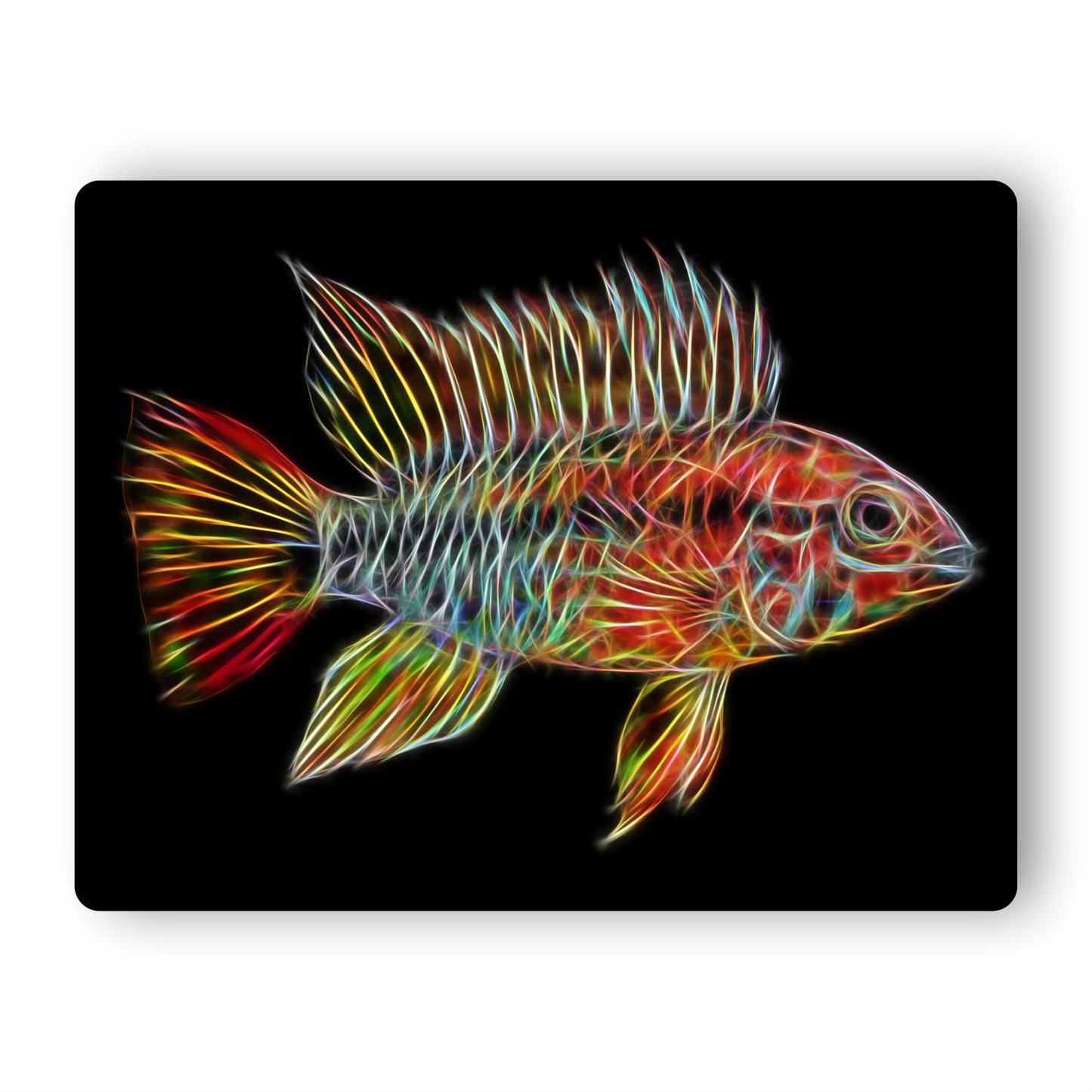 Apistogramma Cichlid Fish Aluminium Metal Wall Plaque. – Fractal Artworks