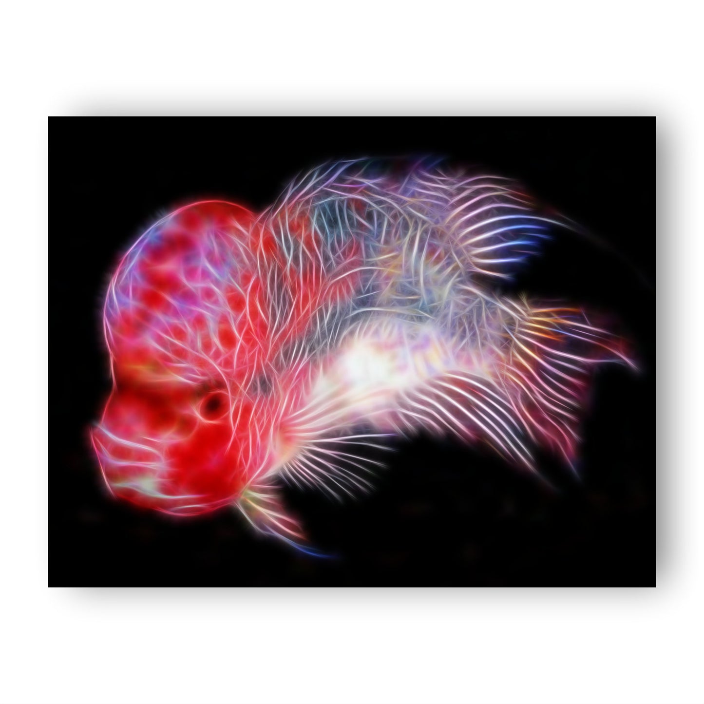 Flowerhorn Cichlid Fish Print