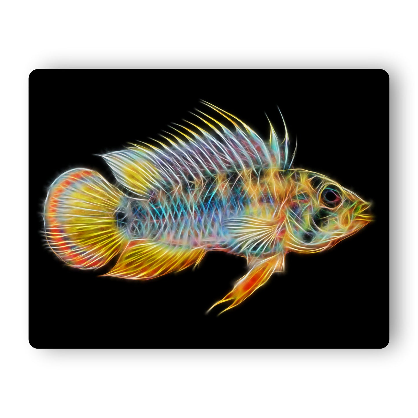 Apistogramma Cichlid Fish Aluminium Metal Wall Plaque.