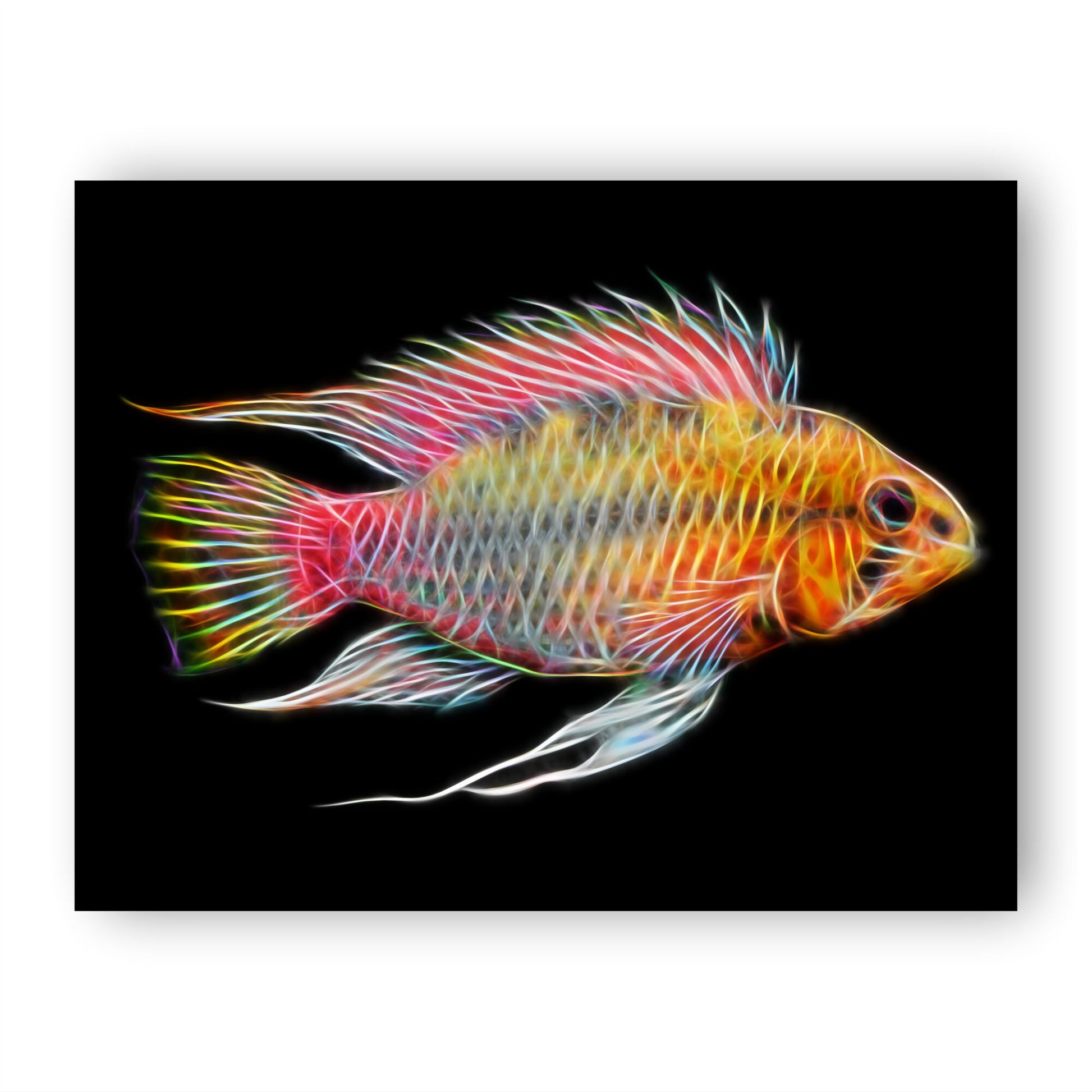 Redline Apisto Cichlid Fish Print with Stunning Fractal Art Design.