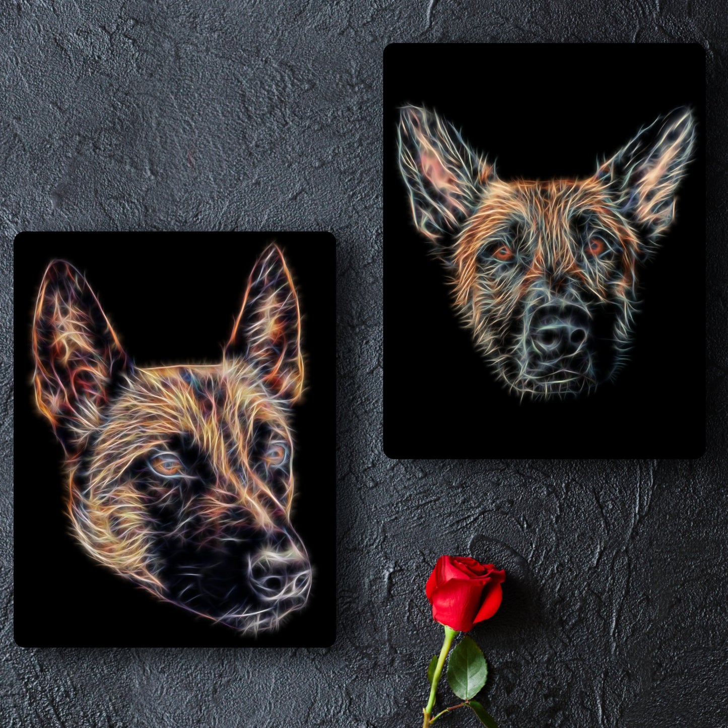 Belgian Malinois Aluminium Metal Wall Plaque. Perfect Belgian Shepherd Owner or Dog Lover Gift.